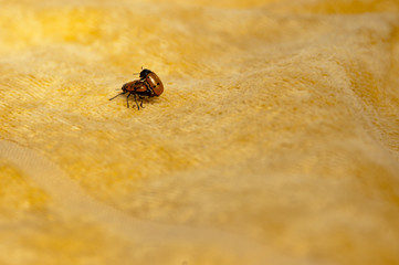 Two insects having fun