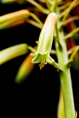 Aloe vera flower with details and dark background