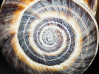 Orchard snail (Helix pomatia) - shell with dark background
