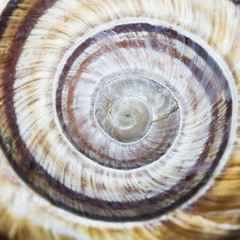 Orchard snail (Helix pomatia) - shell with dark background
