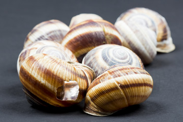 Orchard snail (Helix pomatia) - shell with dark background
