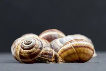 Poster Orchard snail (Helix pomatia) - shell with dark background   © ileana_bt