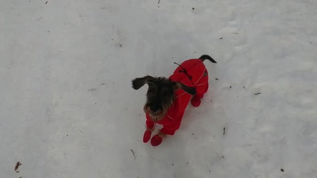Bassotto salta sulla neve video rallentatore