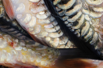 Fisch