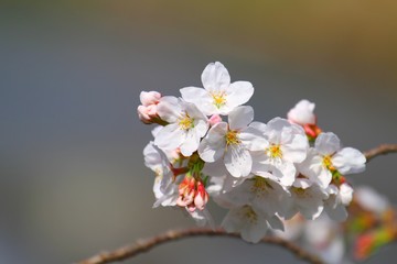 桜