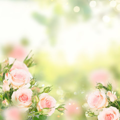 Panele Szklane Podświetlane  Różowo kwitnące świeże róże z bukietami pąków w zielonym ogrodzie