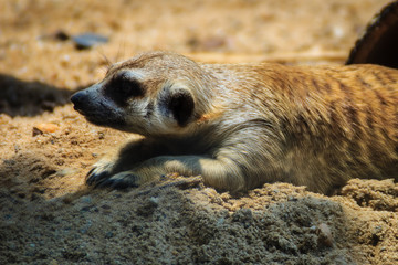 Obraz premium Closeup cute Meerkat (Suricata suricatta) is moving out from his hole