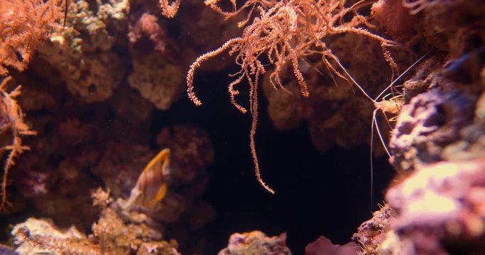 Copperband Butterflyfish And Fire Shrimp - Chelmon rostratus And Lysmata Debelius