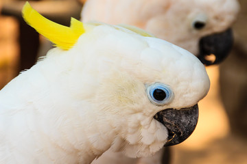 Cute White Cockatoo at the public park