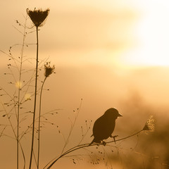 beauté du petit matin