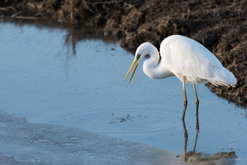 Airone bianco Ardea alba