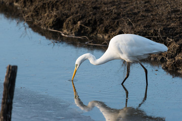 Airone bianco Ardea alba