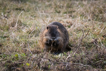 Nutria