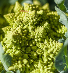 romanesco broccoli