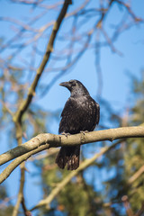Crow on a tree in winter with blue sky