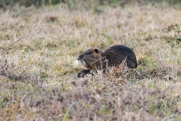 Nutria