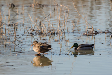 Germano reale Anas platyrhynchos