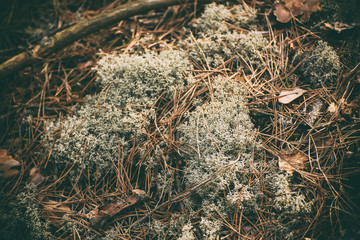 Abstract vintage background with green moss and lichen, tree trunks and dry autumn leaves.