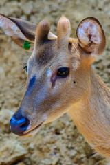 Cute Chital or Spotted Deer doe (Axis axis)