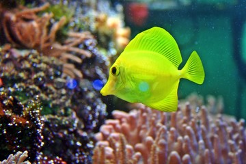 Doktorfisch