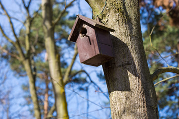 wooden starling-house hanging on a tree somewhere in a pine forest