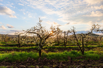 morning landscape in orchard
