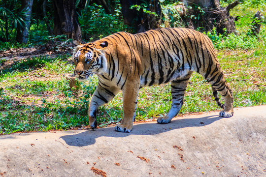 Indochinese tiger, or Corbett's tiger, or Panthera tigris corbetti is walking 
