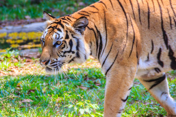 Indochinese tiger, or Corbett's tiger, or Panthera tigris corbetti is walking 