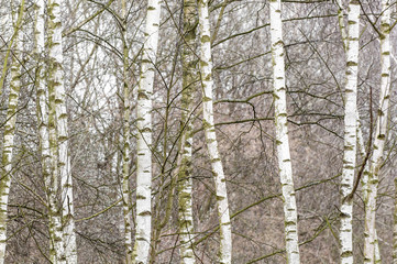 Obraz premium Birken, Betula, schnell wachsende Pionierbäume, Lebensraum, Weichlaubgehölze, Waldentwicklung
