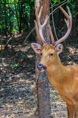 Cute Chital or Spotted Deer doe (Axis axis)