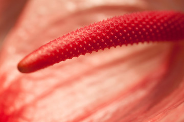 pink Anthurium