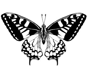 эскиз бабочка - obrazy, fototapety, plakaty