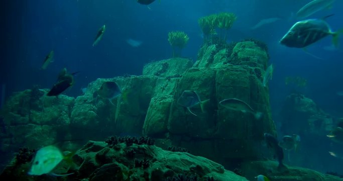 Lots Of "Lookdowns" Around A Reef - Selene Vomer