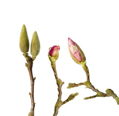 Fototapeta premium Three magnolia branches