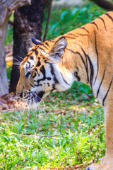 Indochinese tiger, or Corbett's tiger, or Panthera tigris corbet