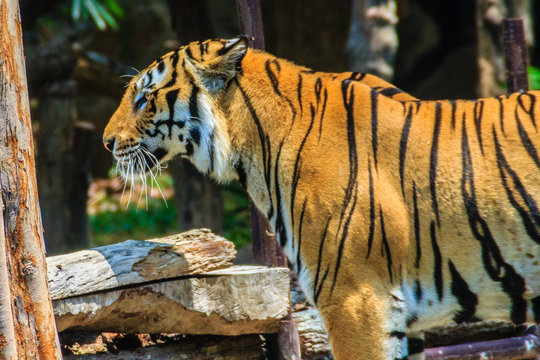 Indochinese tiger, or Corbett's tiger, or Panthera tigris corbet