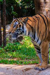 Indochinese tiger, or Corbett's tiger, or Panthera tigris corbet