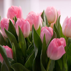 pink tulips