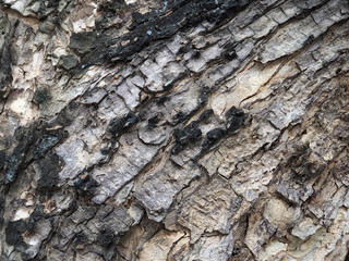 Bark Texture