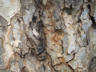 Bark Texture