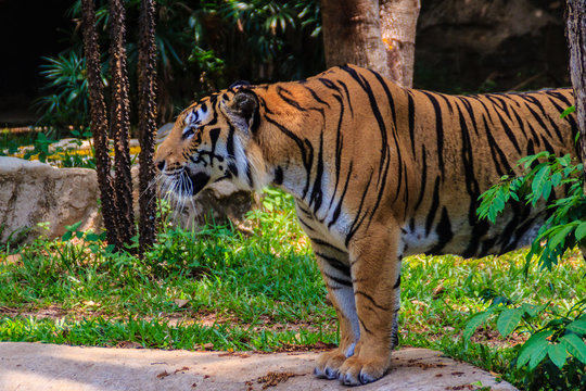 Indochinese tiger, or Corbett's tiger, or Panthera tigris corbet