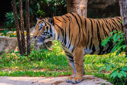 Indochinese tiger, or Corbett's tiger, or Panthera tigris corbet