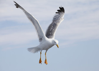 Beautiful seagull soaring in the blue sky
