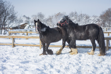 Horses in Winter