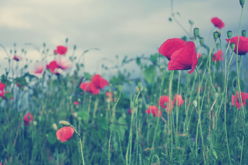 Beautiful red poppy flowers in the meadow