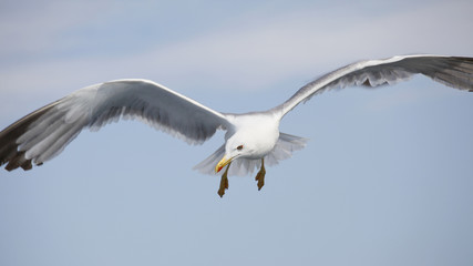 Fototapeta na wymiar Beautiful seagull soaring in the blue sky 