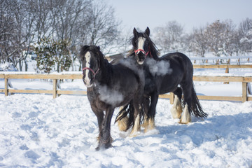 Fototapeta na wymiar Horses in Winter