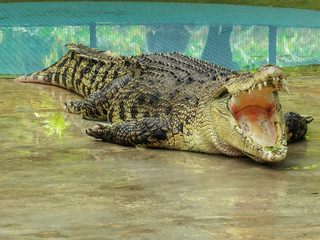 Big crocodile with open mouth