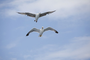 Beautiful seagull soaring in the blue sky
