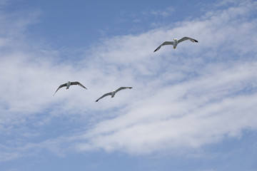 Beautiful seagull soaring in the blue sky
